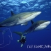 shark_silky_far_jar_h_0073_cub1971.jpg